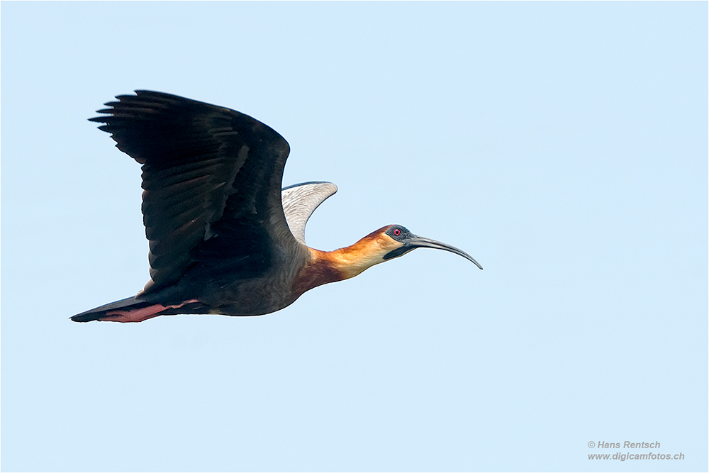 Weisshals-Ibis