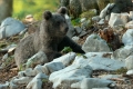 Braunbär