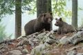 Braunbär