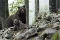 Braunbär