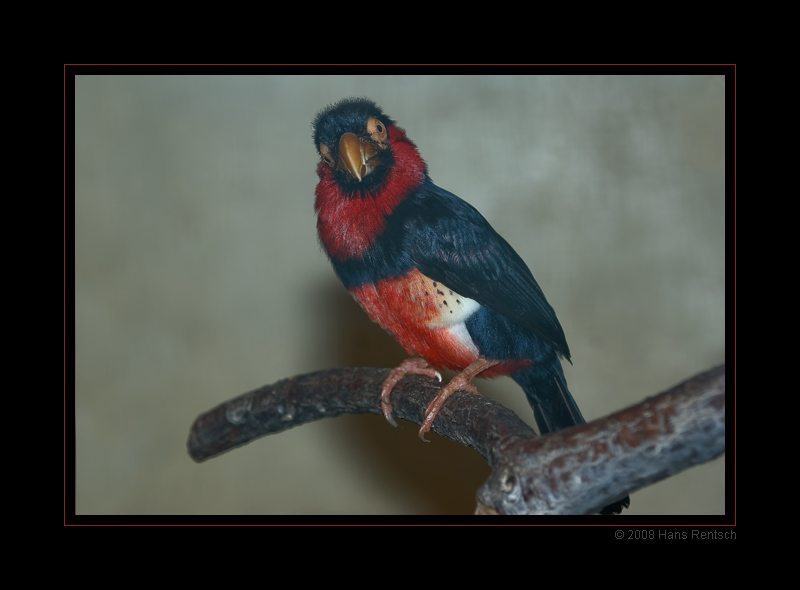 Bartvogel Furchenschnabel