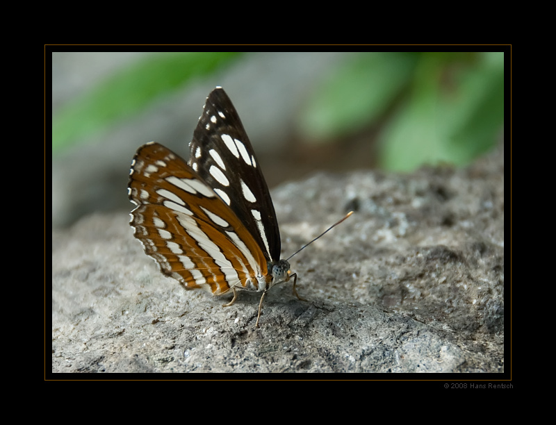 Schmetterling