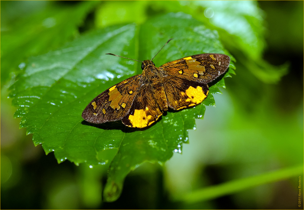 Schmetterling in Kenia