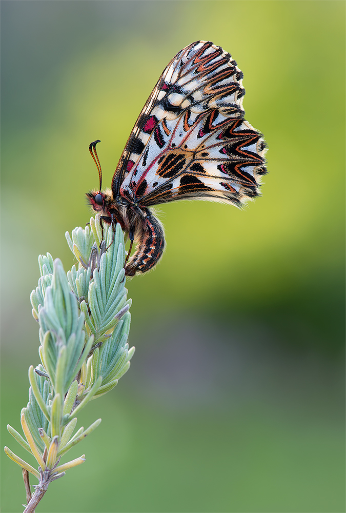 Osterluzei