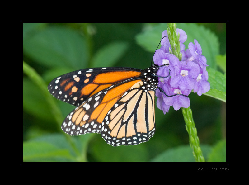 Monarch