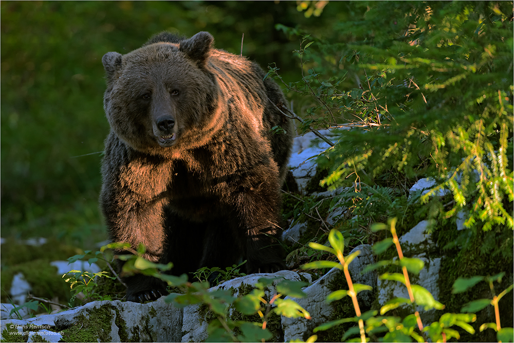Braunbär