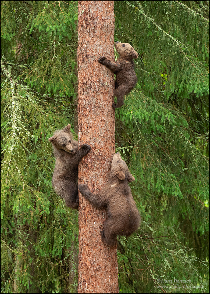 Braunbär