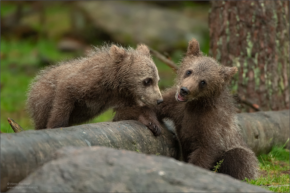 Braunbär