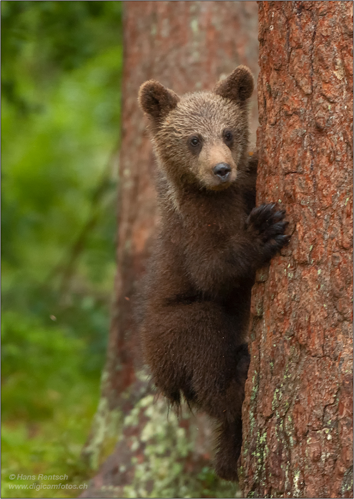 Braunbär