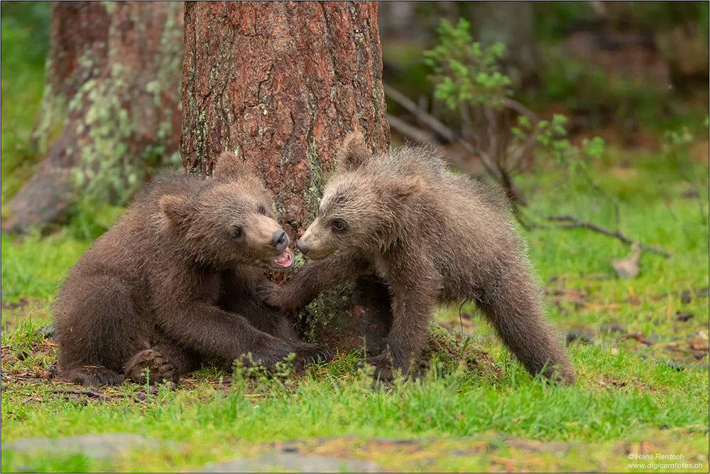 Braunbär