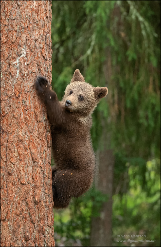 Braunbär