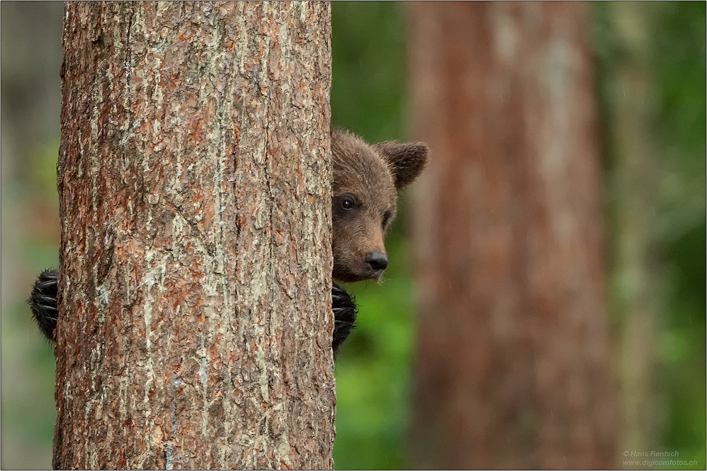 Braunbär