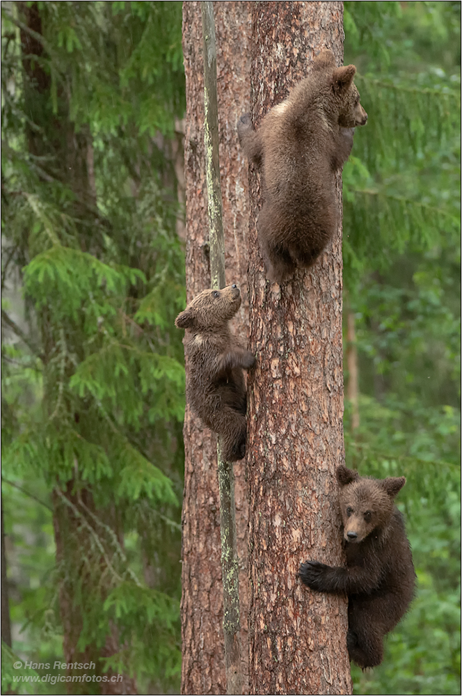 Braunbär