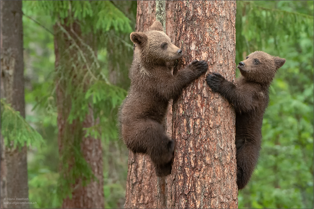 Braunbär