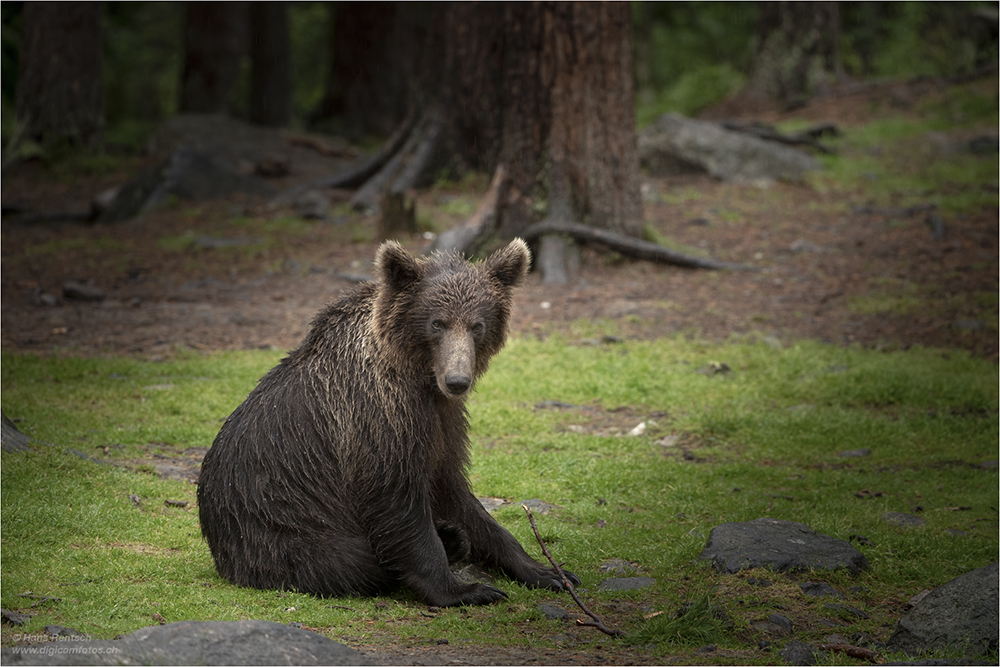 Braunbär