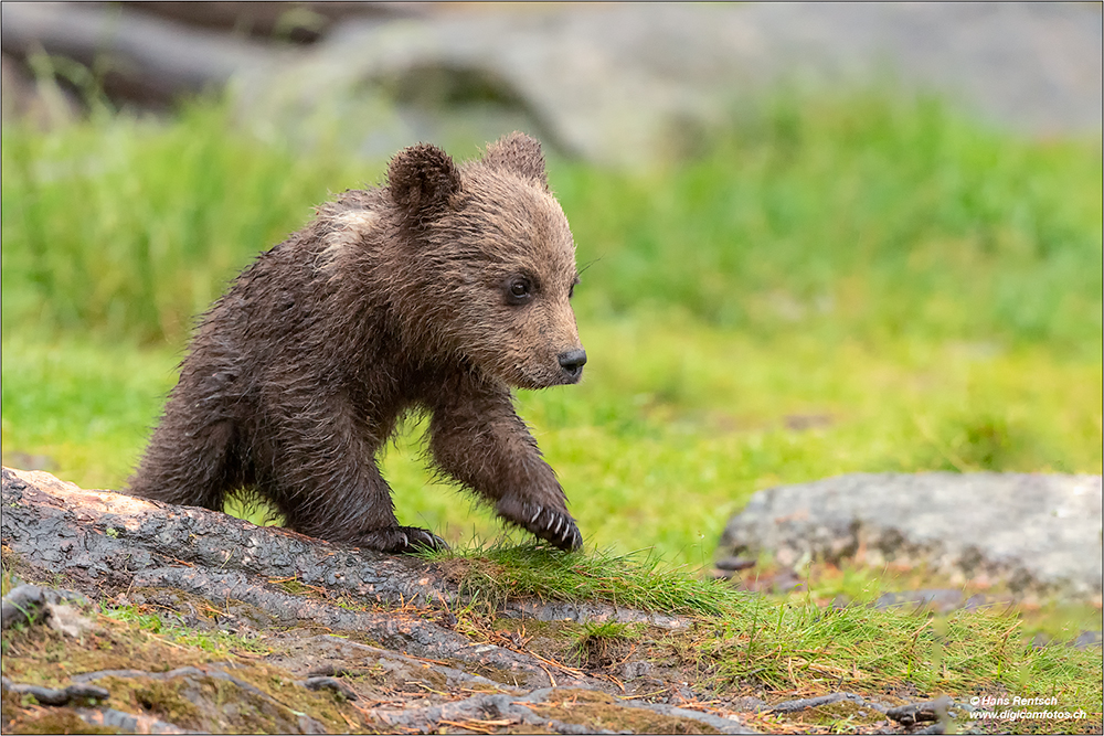 Braunbär