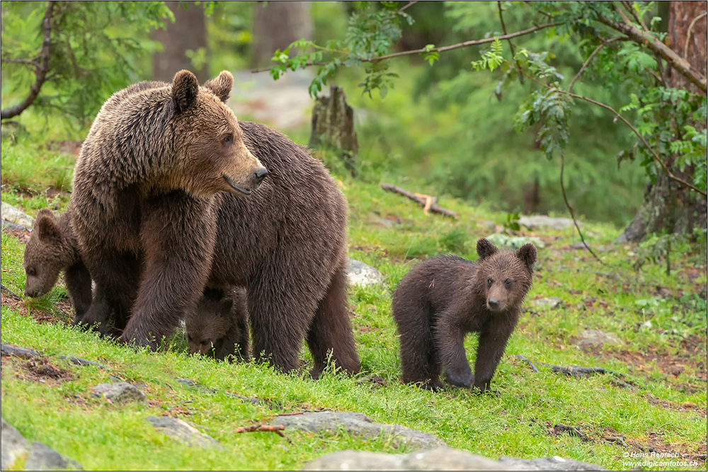 Braunbär