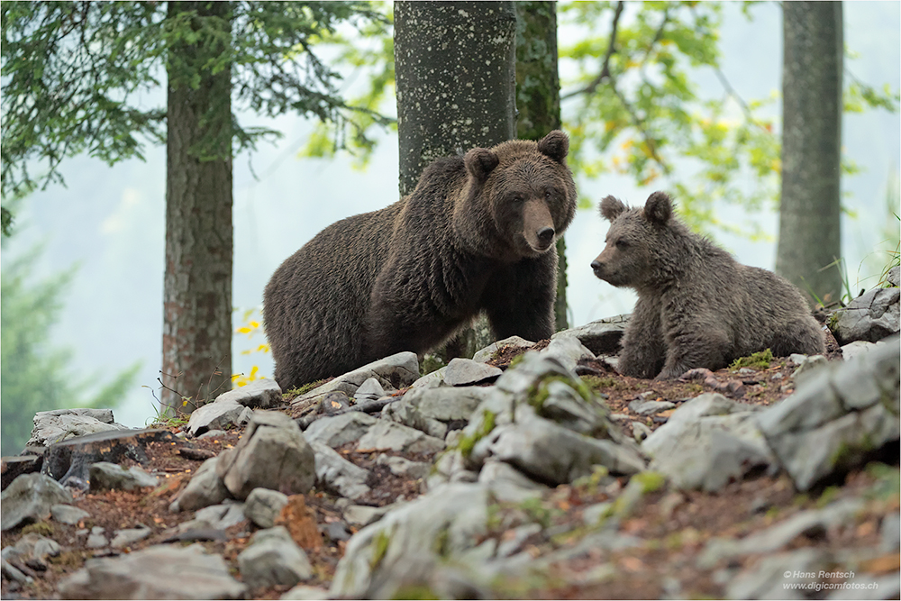 Braunbär