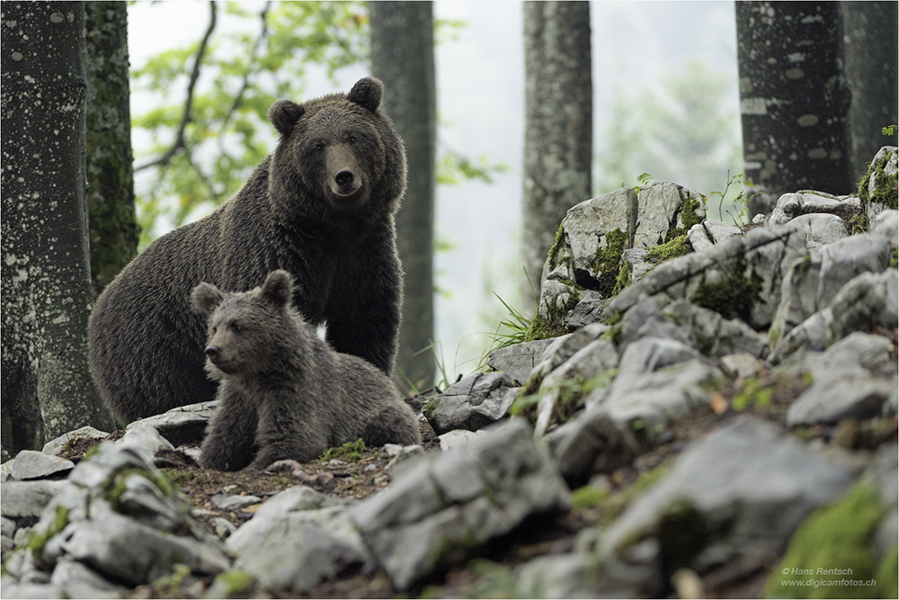 Braunbär