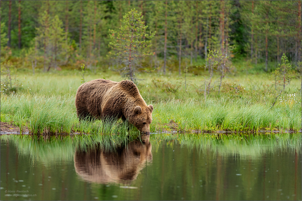 Braunbär