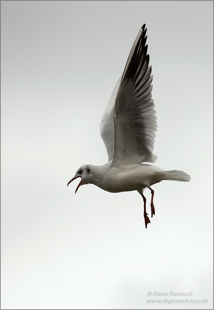 Lachmöwe