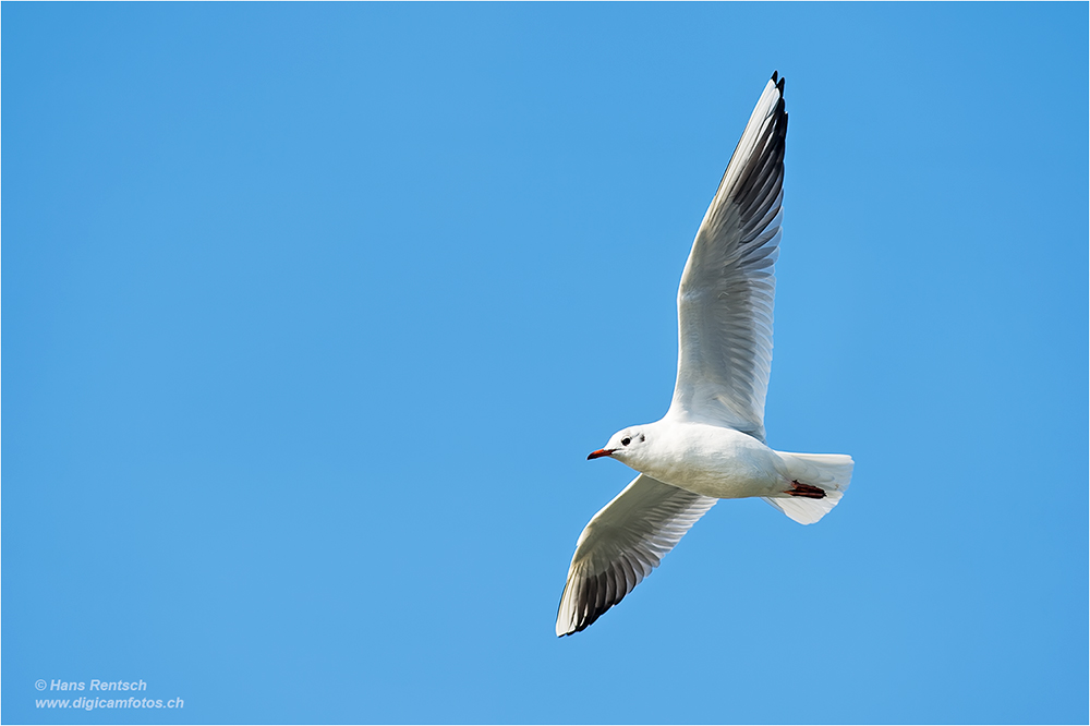 Lachmöwe Flugstudien