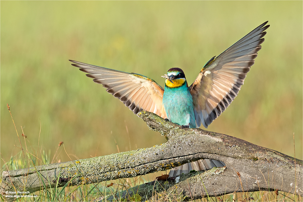 Bienenfresser