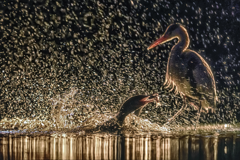 Graureiher & Kormoran
