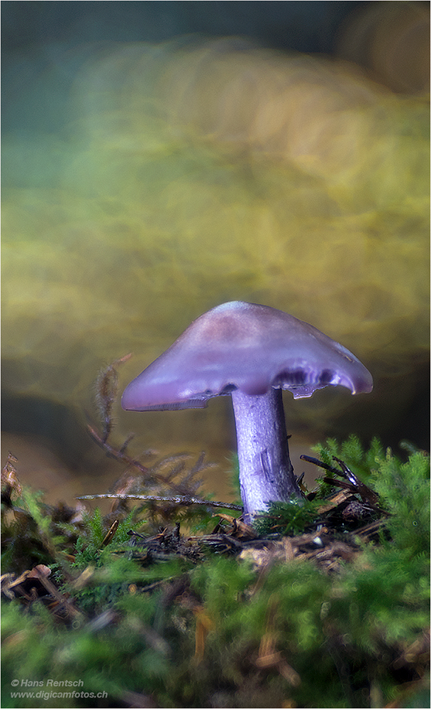Pilze im tiefen Wald