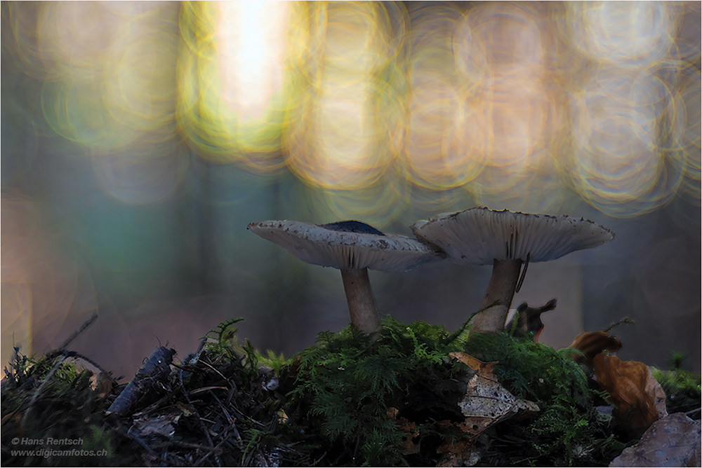 Pilze im tiefen Walde