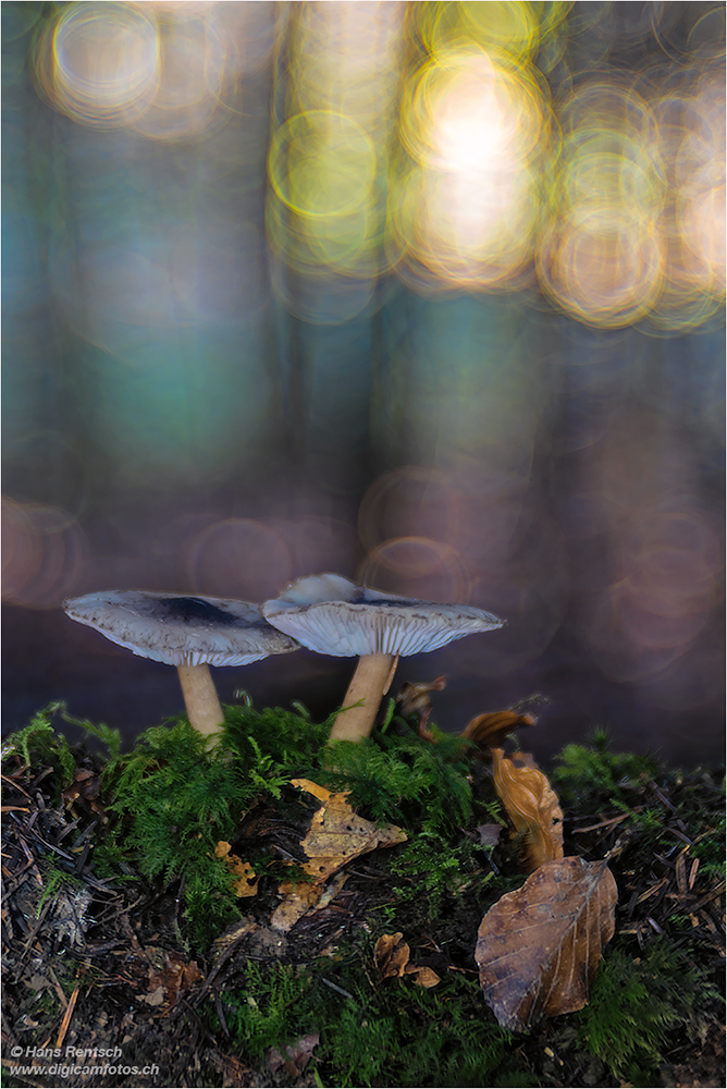 Pilze im tiefen Walde