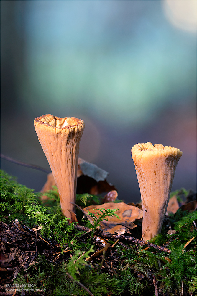 Pilze im tiefen Walde
