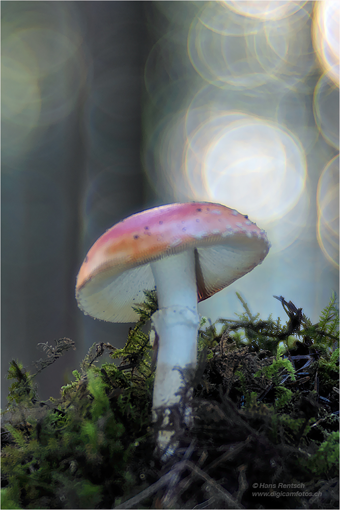 Fliegenpilz
