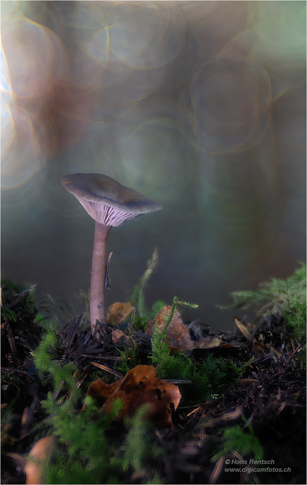 Pilze im tiefen Walde