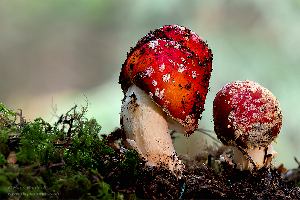 Fliegenpilz