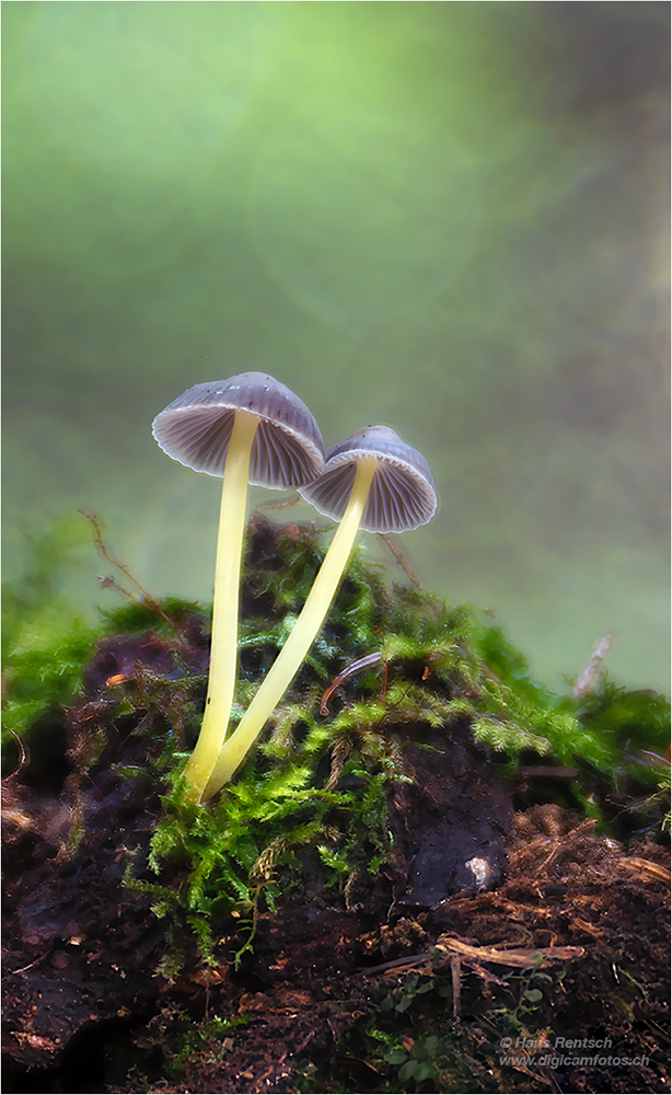 Pilze im tiefen Walde
