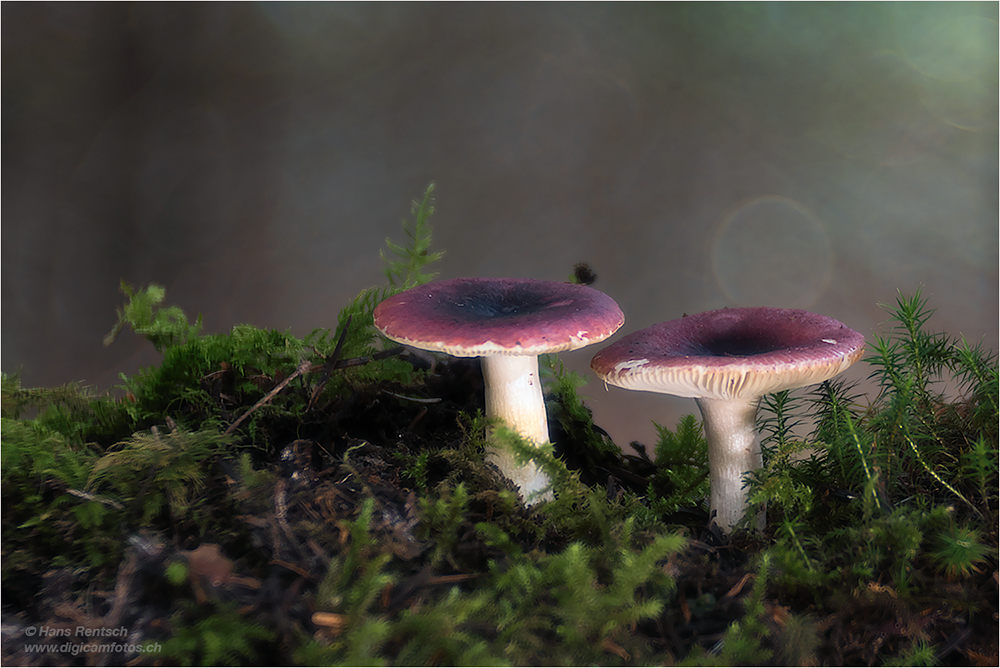 Pilze im tiefen Walde