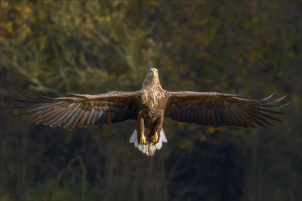 Seeadler