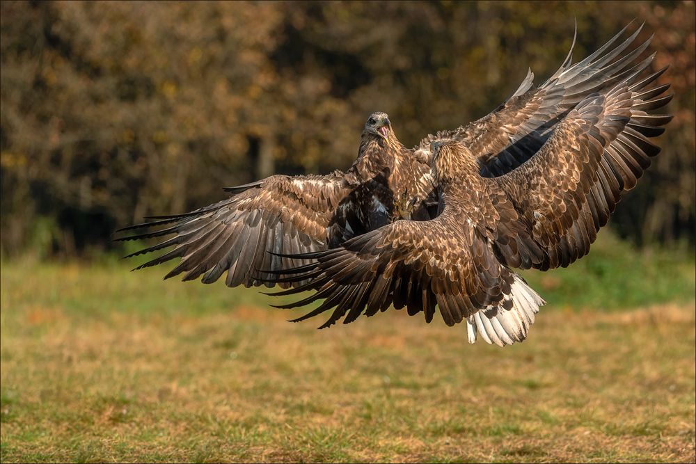 Seeadler