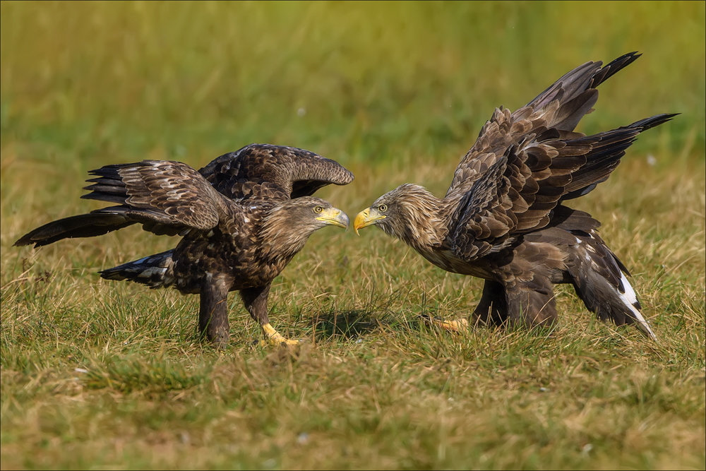 Seeadler