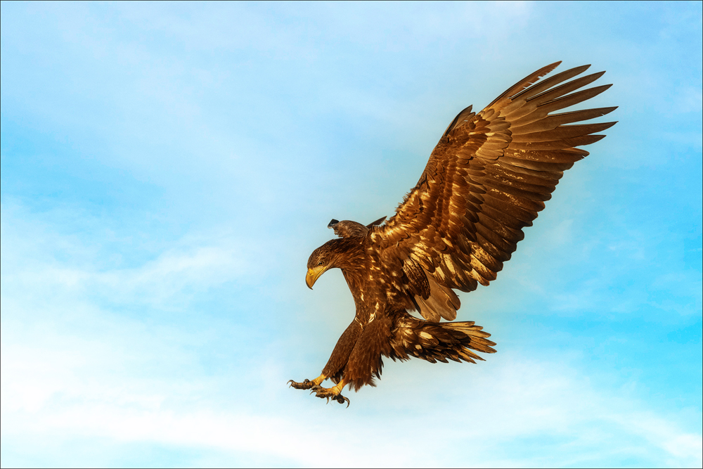 Seeadler