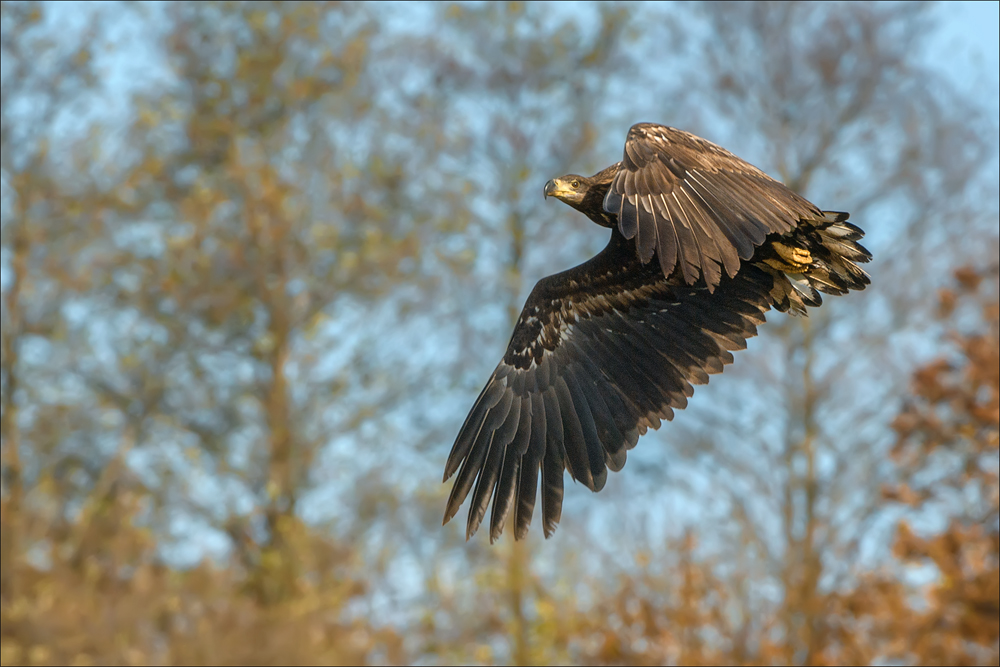 Seeadler