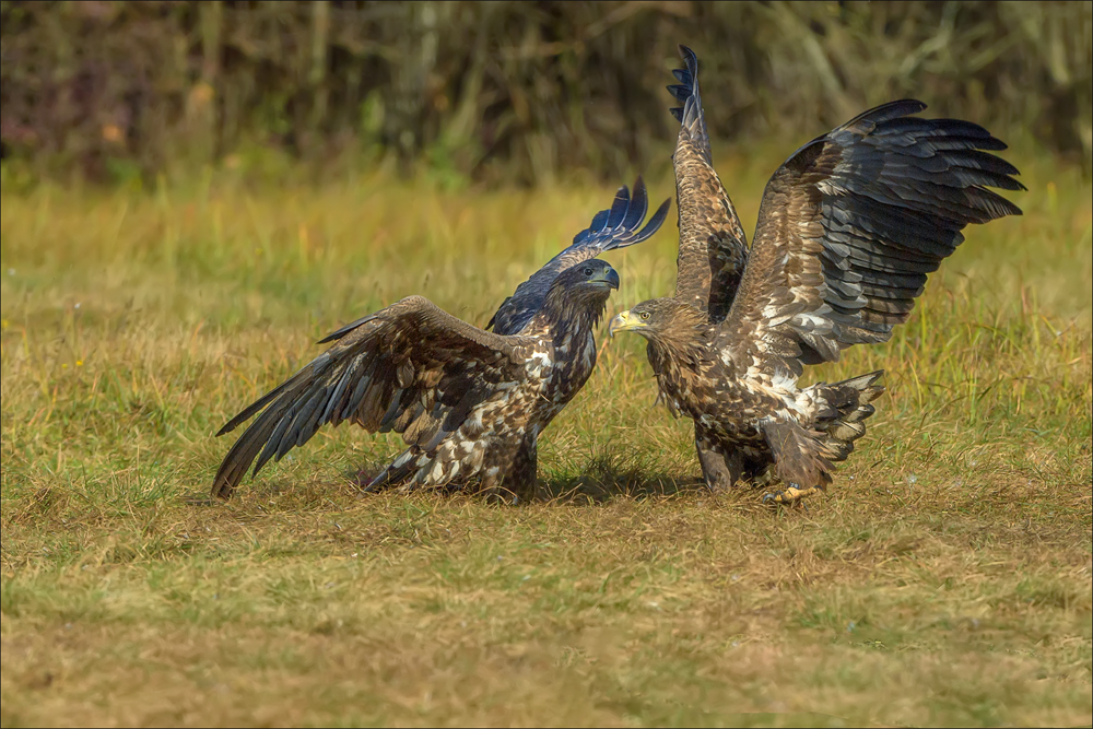 Seeadler