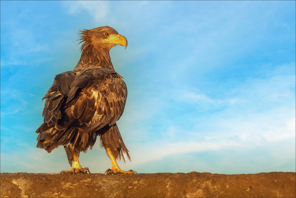 Seeadler