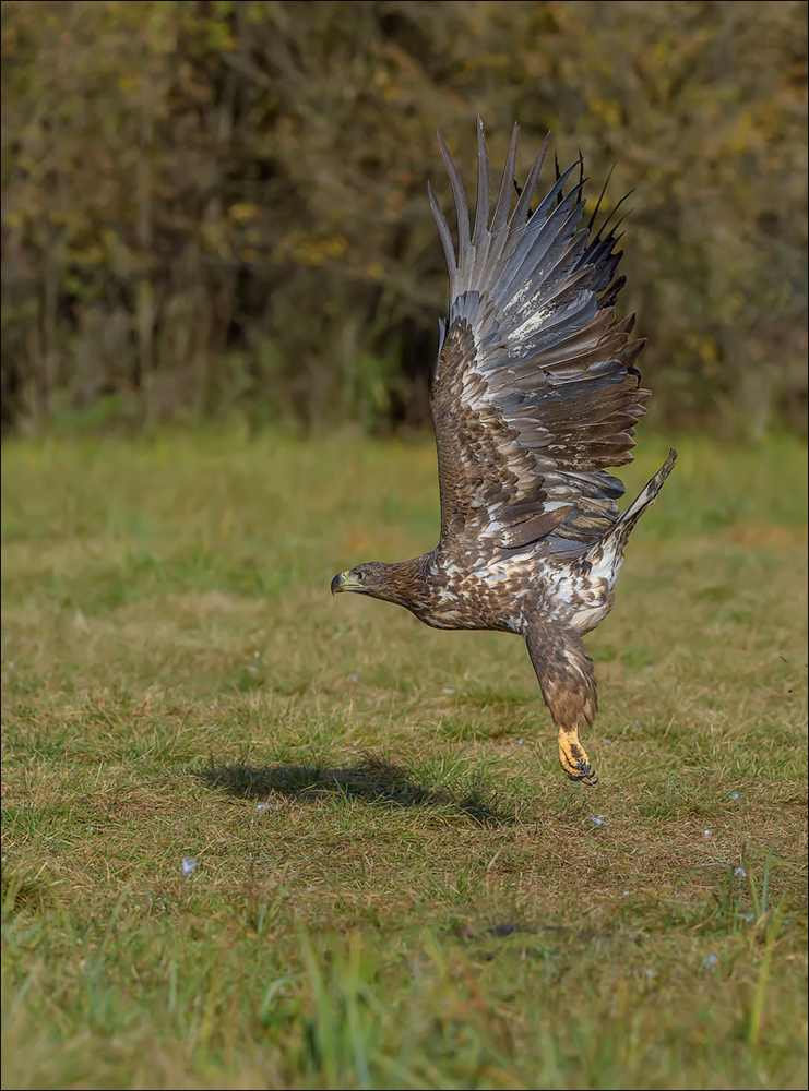 Seeadler