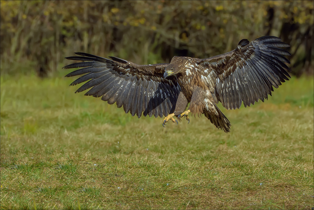 Seeadler