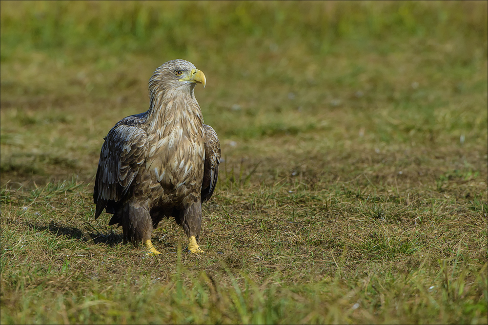 Seeadler