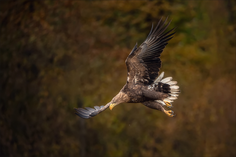 Seeadler