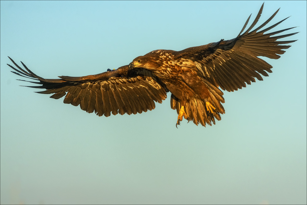 Seeadler