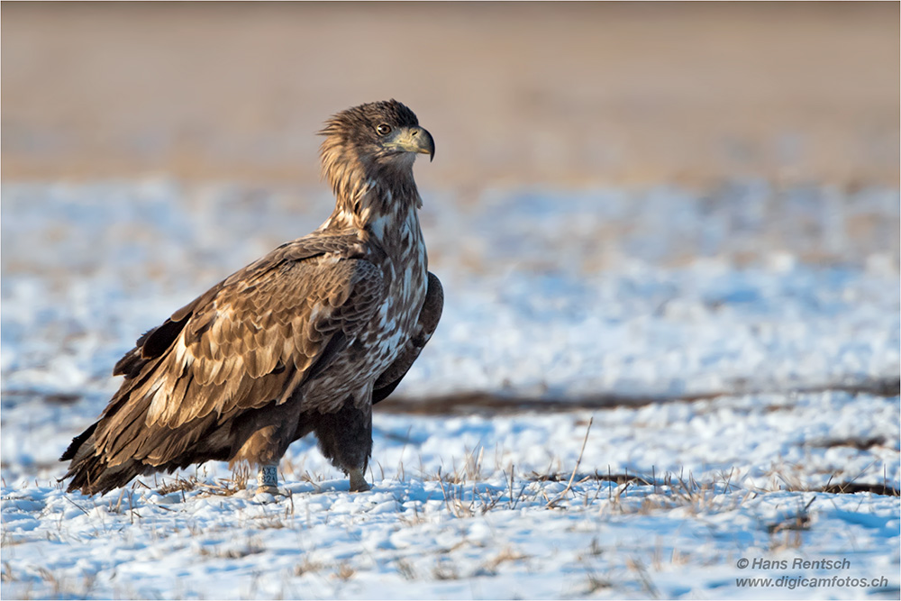 Seeadler